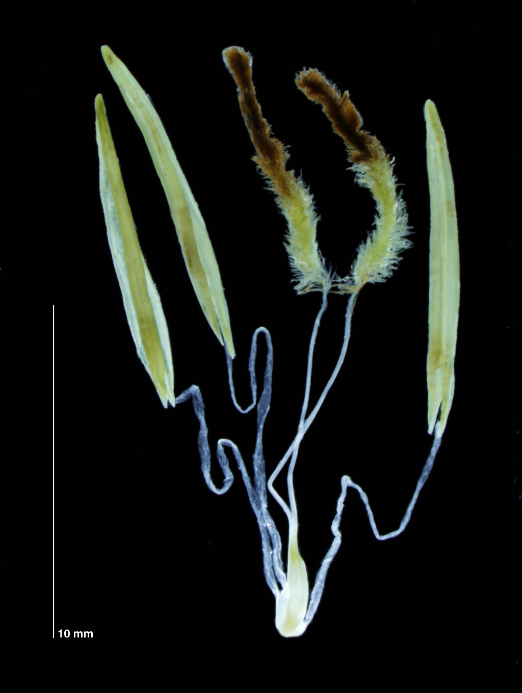 Sporobolus (hero image)