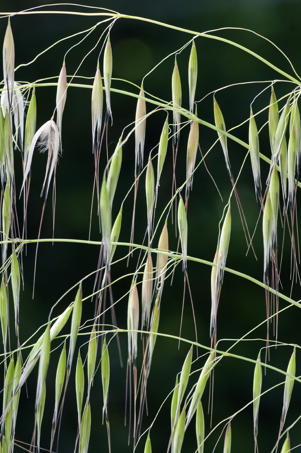 Avena barbata (hero image)