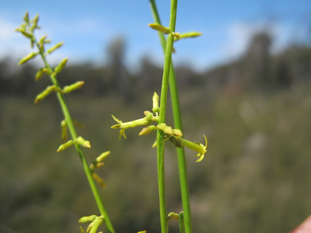 Stackhousia viminea (hero image)