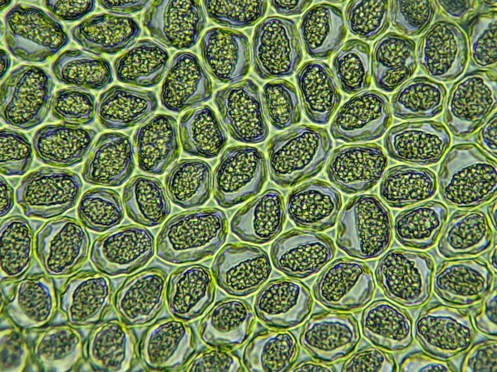 Radula aneurismalis (hero image)