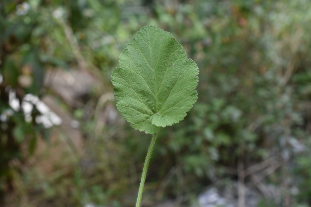 Erodium malacoides (hero image)