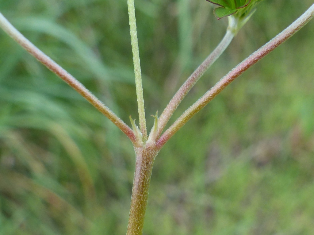 Geranium sp. 5 (hero image)