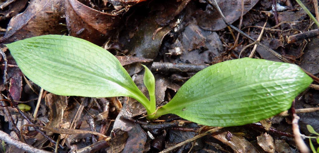 Chiloglottis (hero image)