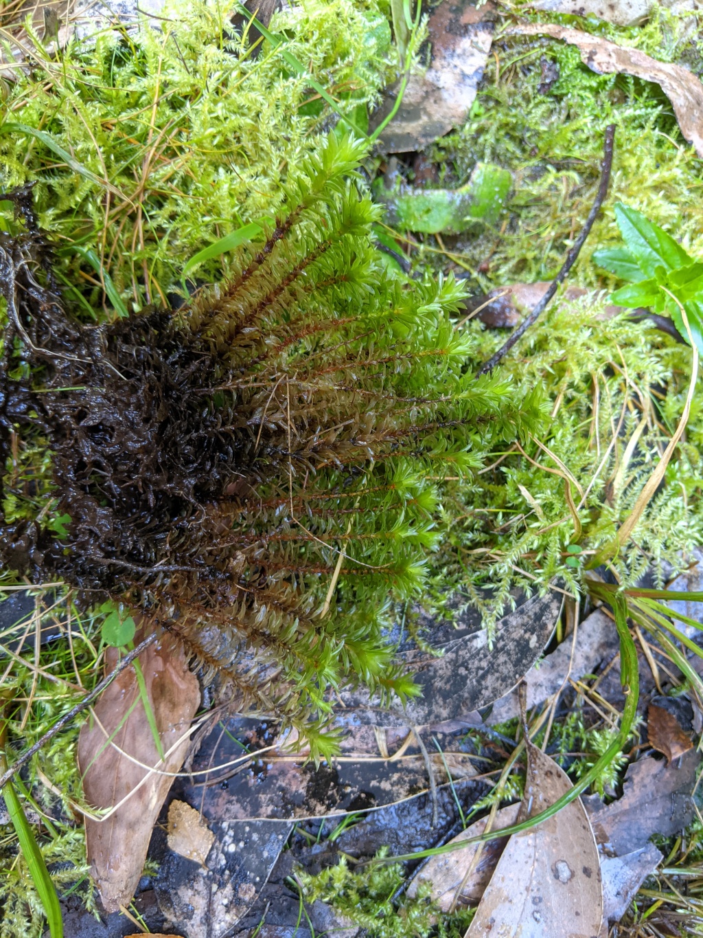 Rosulabryum wightii (hero image)