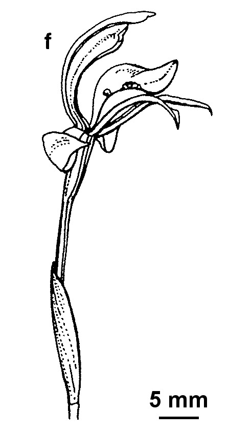 Chiloglottis ×pescottiana (hero image)