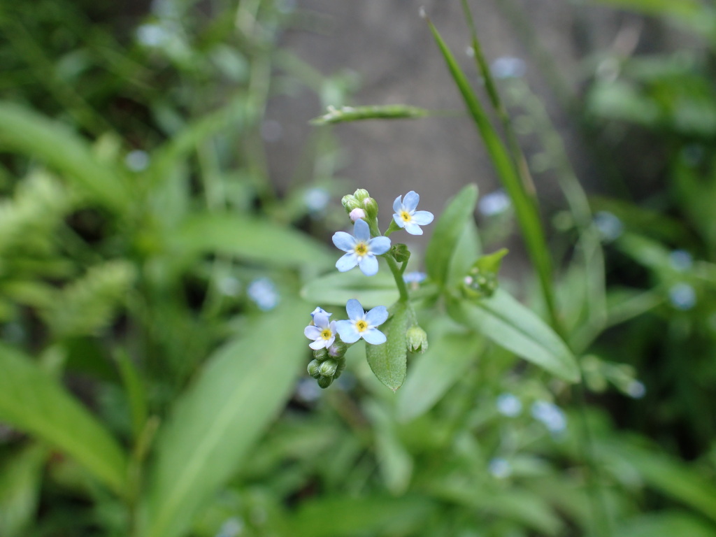 Myosotis laxa (hero image)