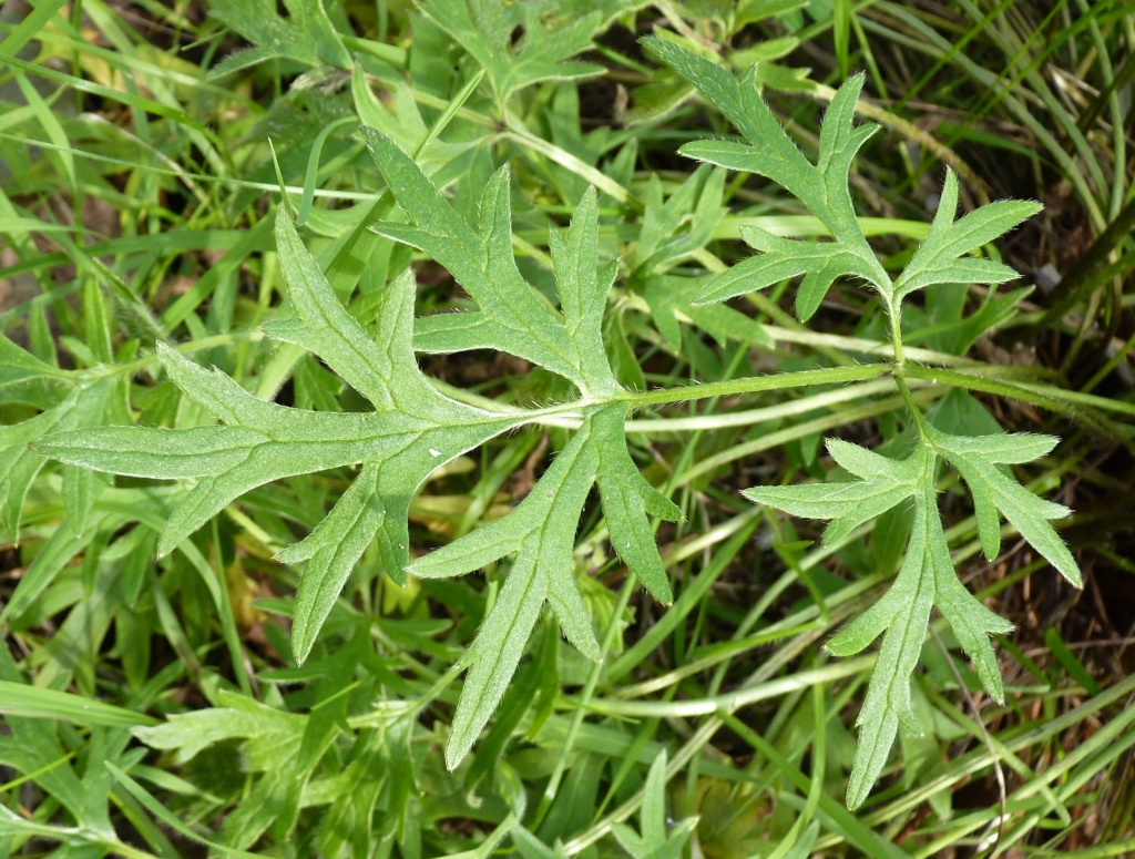 Ranunculus lappaceus (hero image)