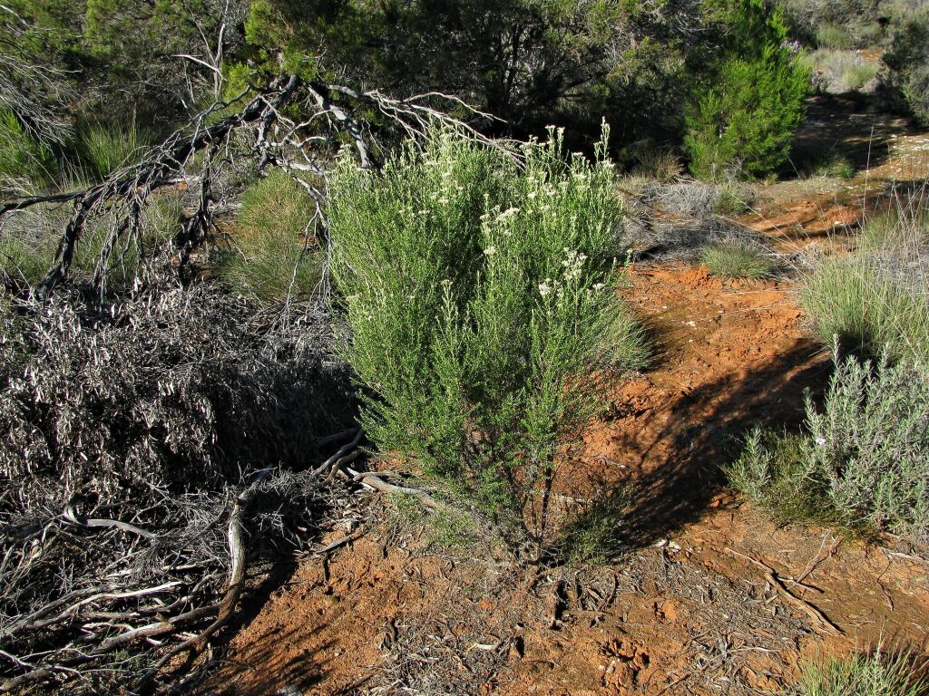 Cassinia complanata (hero image)