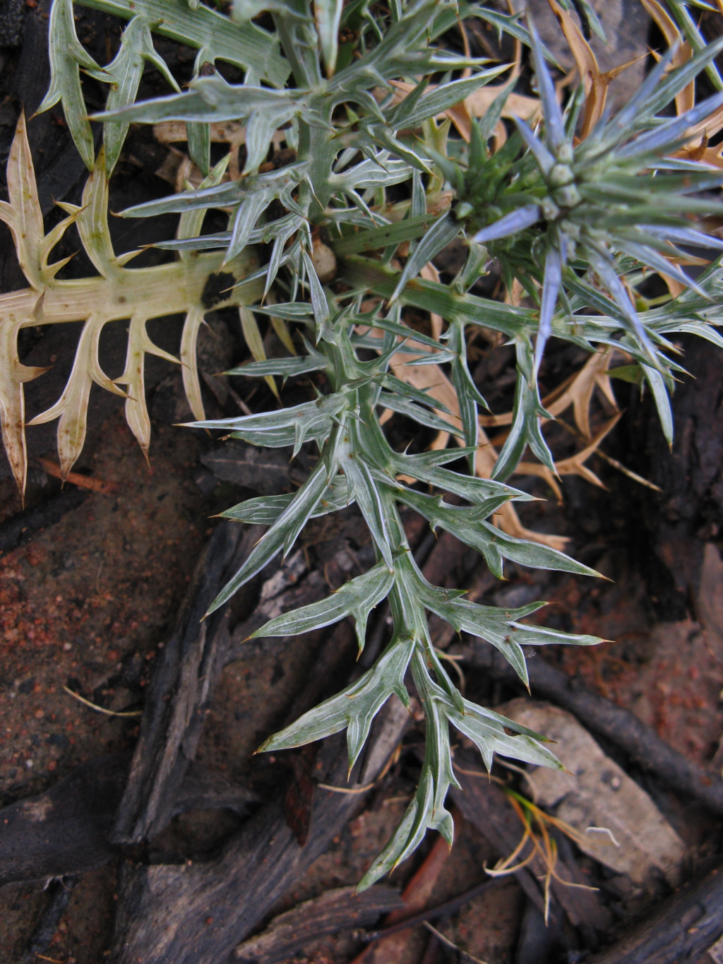 Eryngium ovinum (hero image)