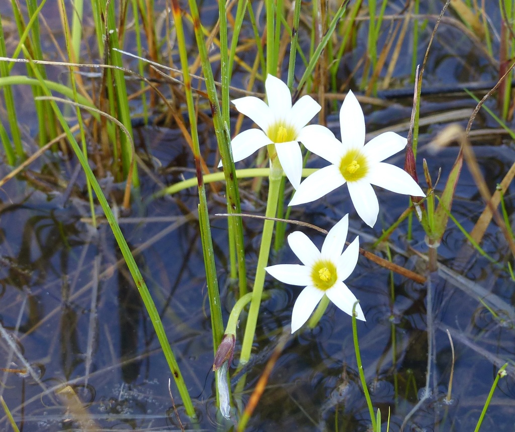 Romulea rosea (hero image)