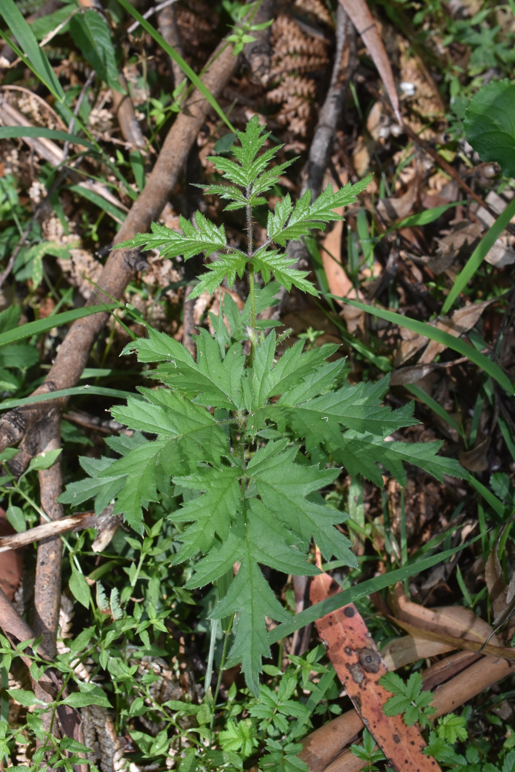 Rubus laciniatus (hero image)