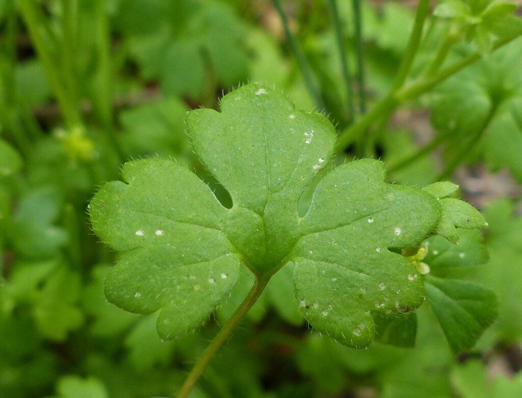 Ranunculus sessiliflorus var. sessiliflorus (hero image)