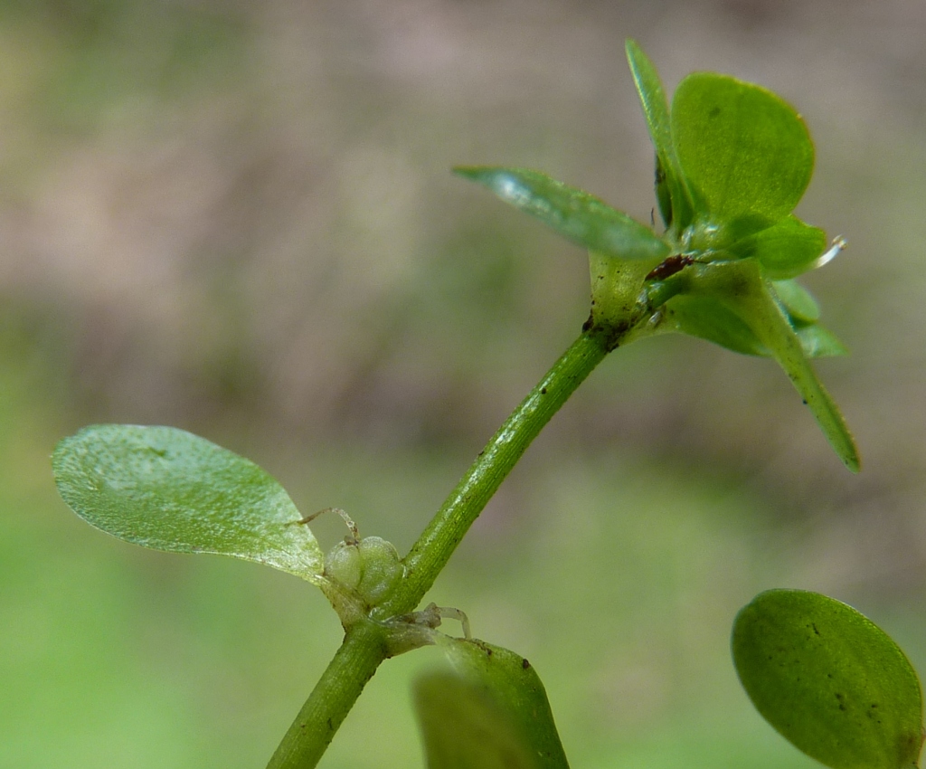 Callitriche stagnalis (hero image)