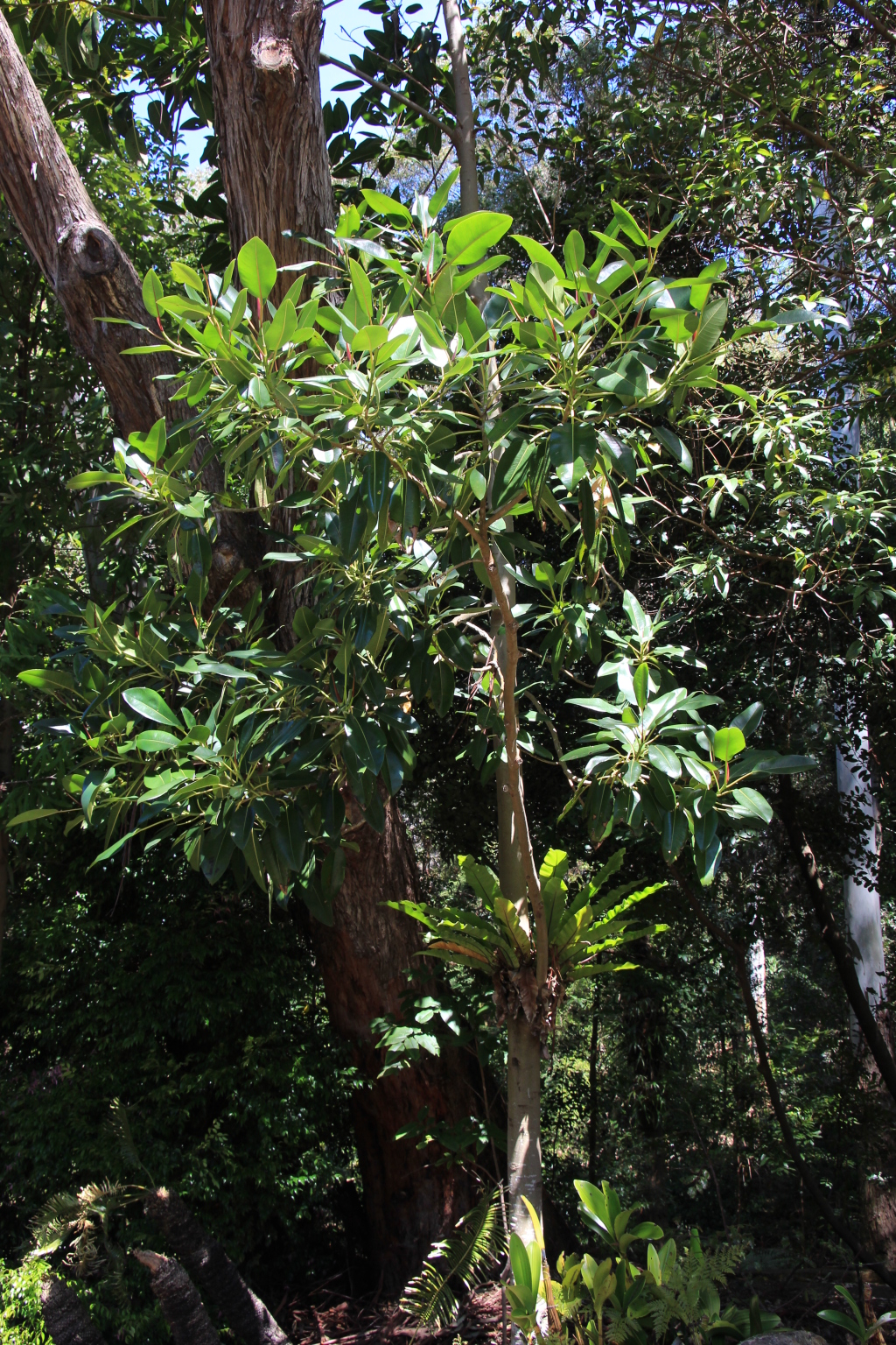 Ficus macrophylla f. macrophylla (hero image)