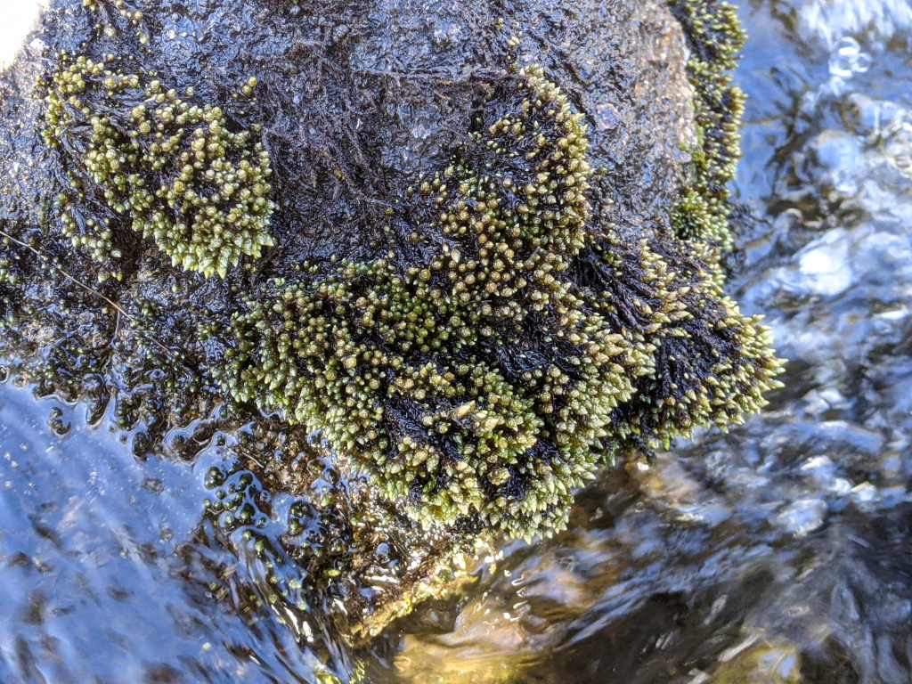 Ochiobryum blandum (hero image)