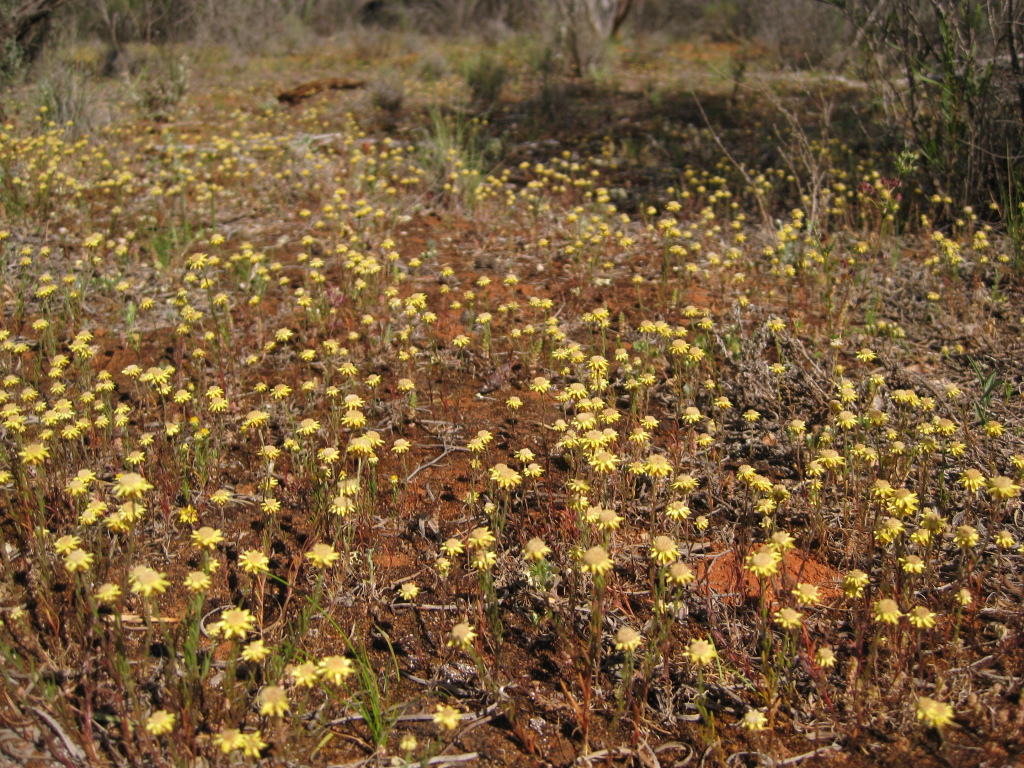 Hyalosperma (hero image)