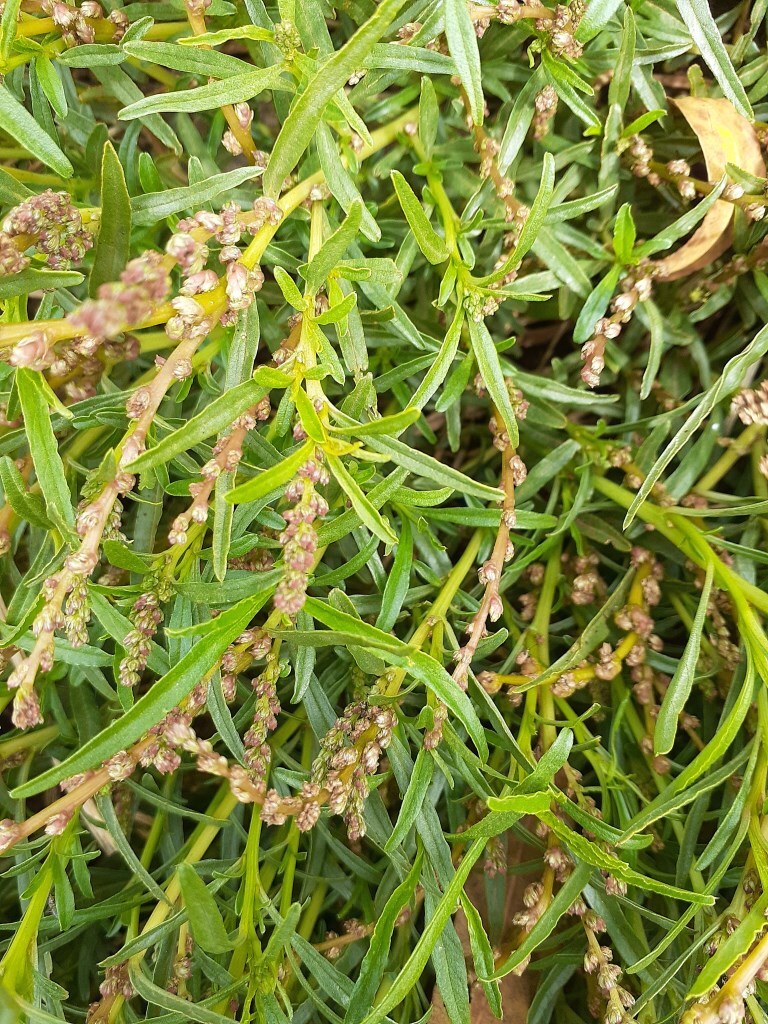 Amaranthus muricatus (hero image)