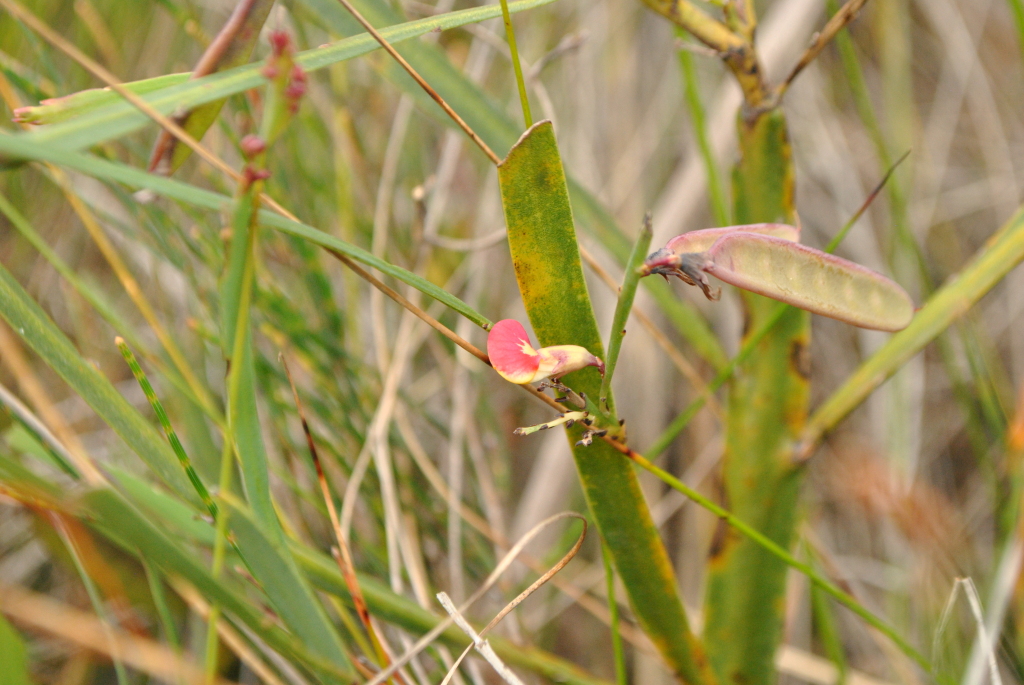 Bossiaea ensata (hero image)