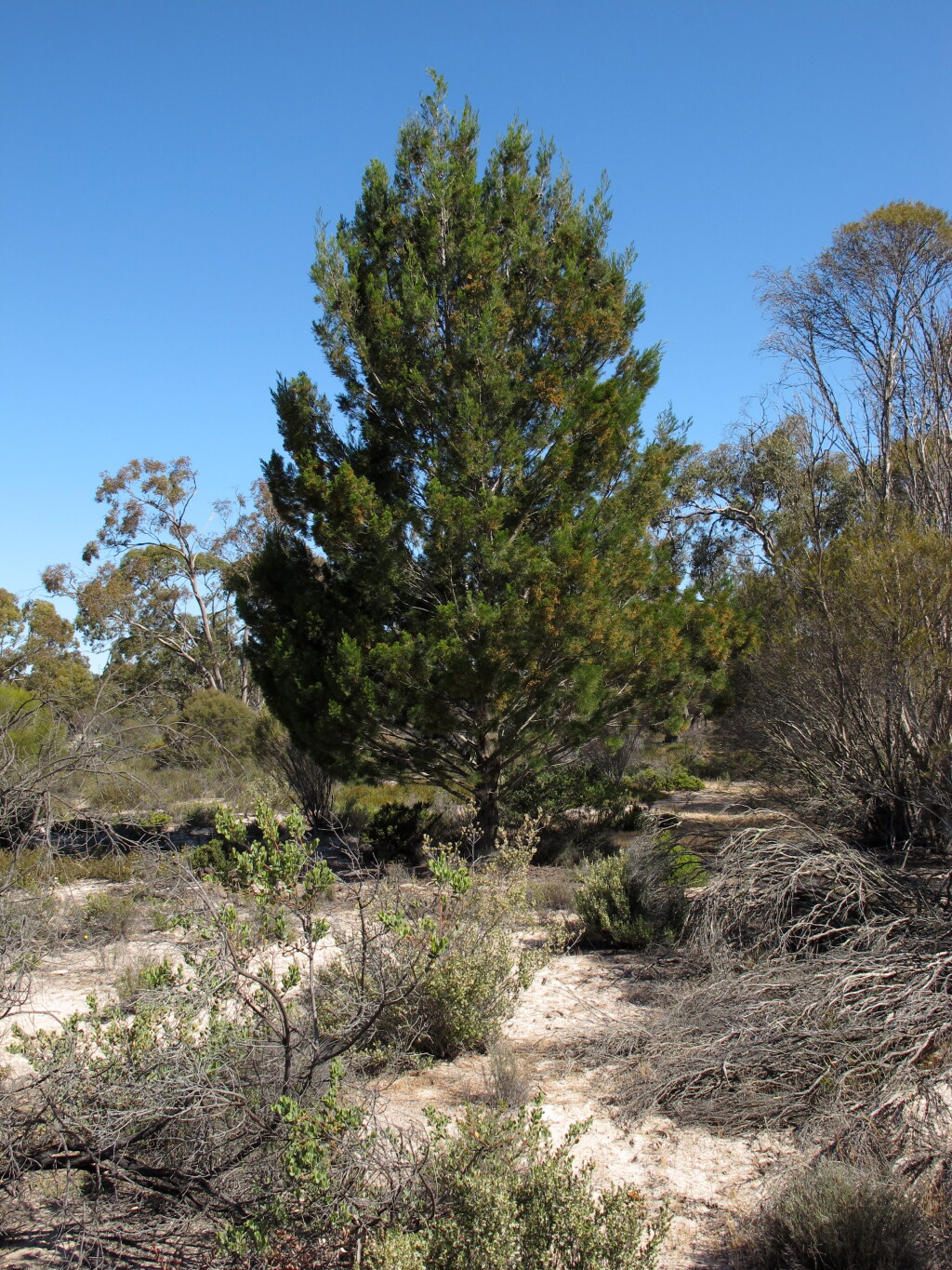 Callitris rhomboidea (hero image)