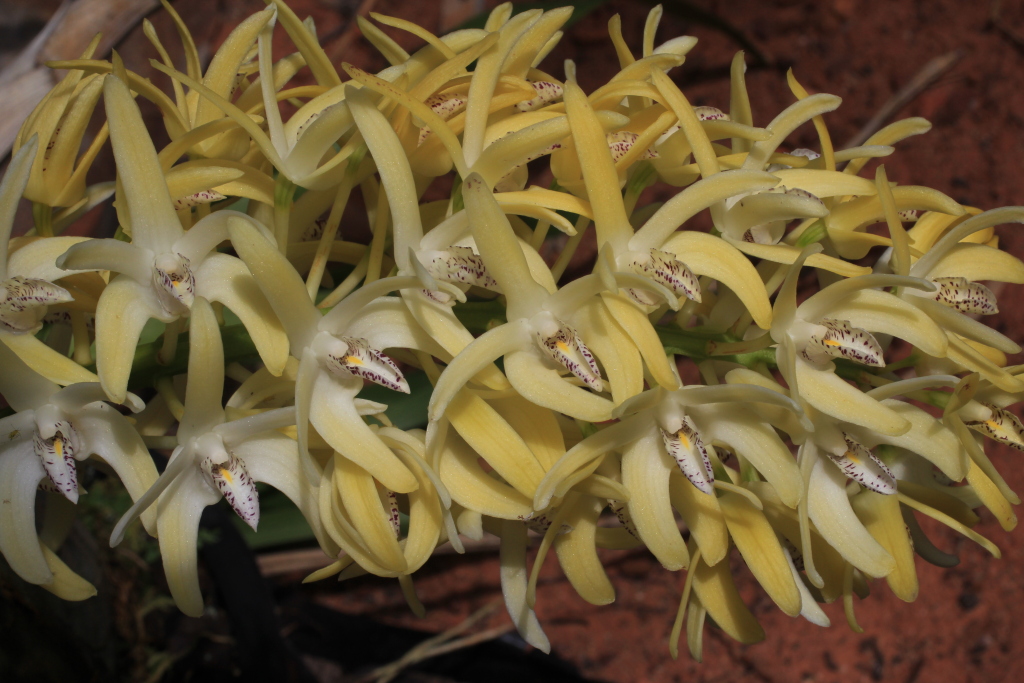 Dendrobium speciosum var. speciosum (hero image)