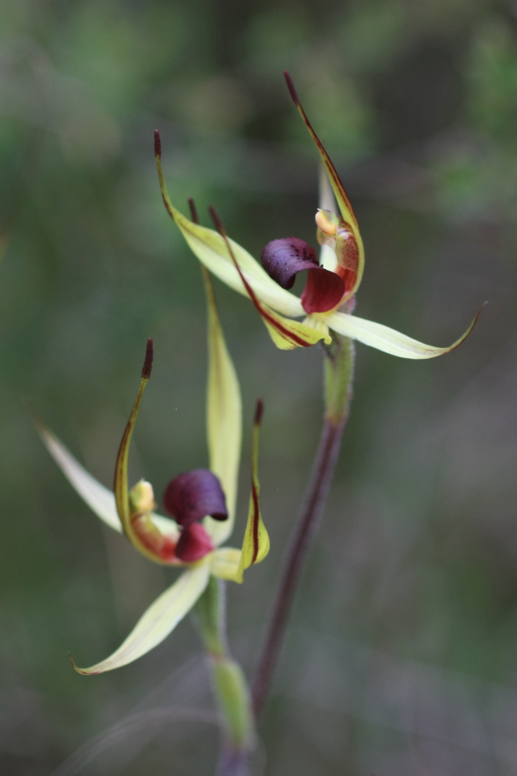 Caladenia leptochila (hero image)