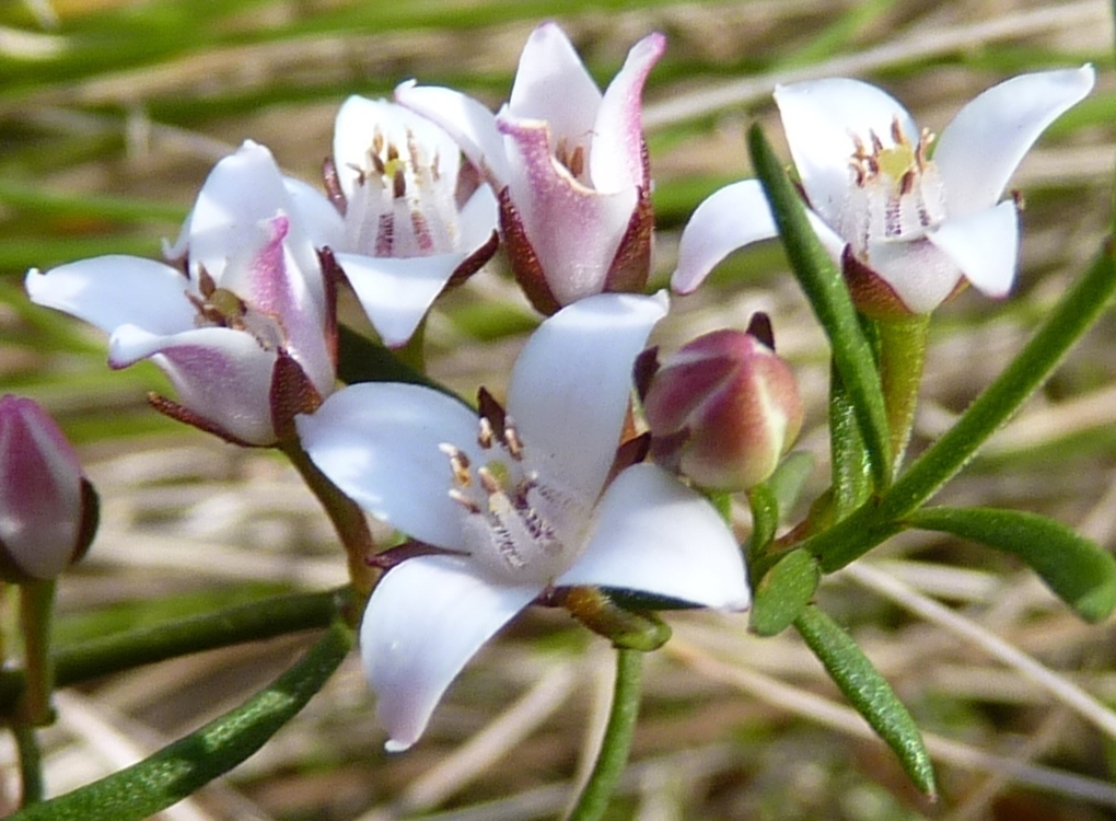 Cyanothamnus nanus var. hyssopifolius (hero image)