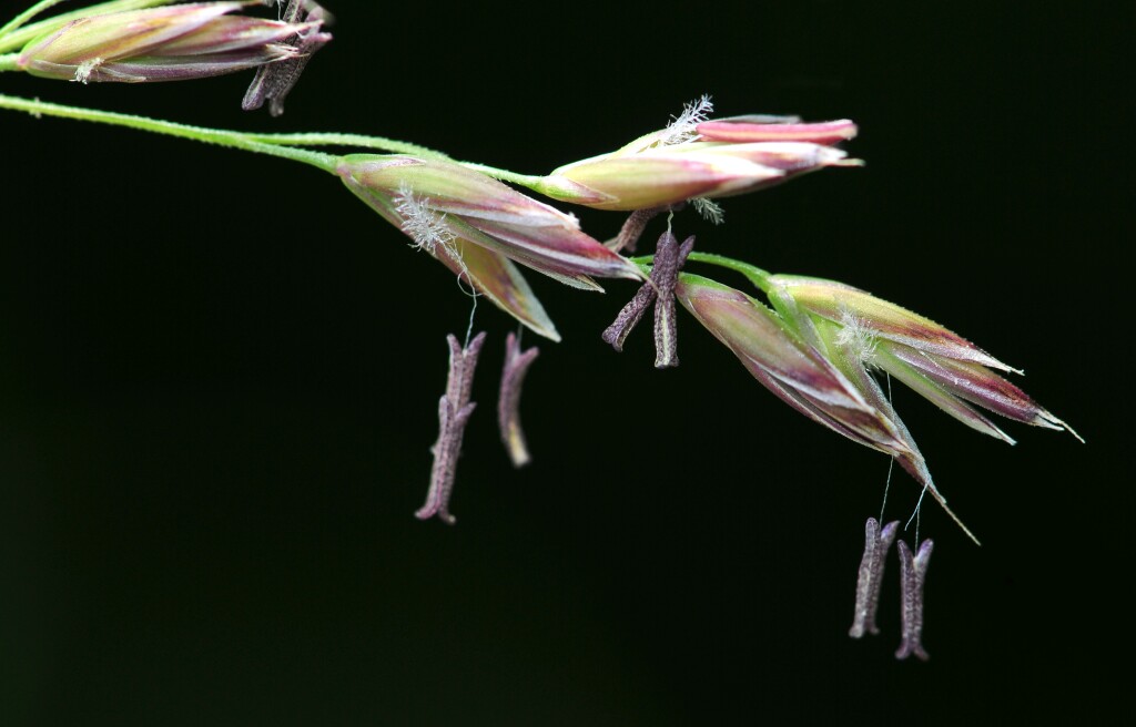 VicFlora: Festuca arundinacea