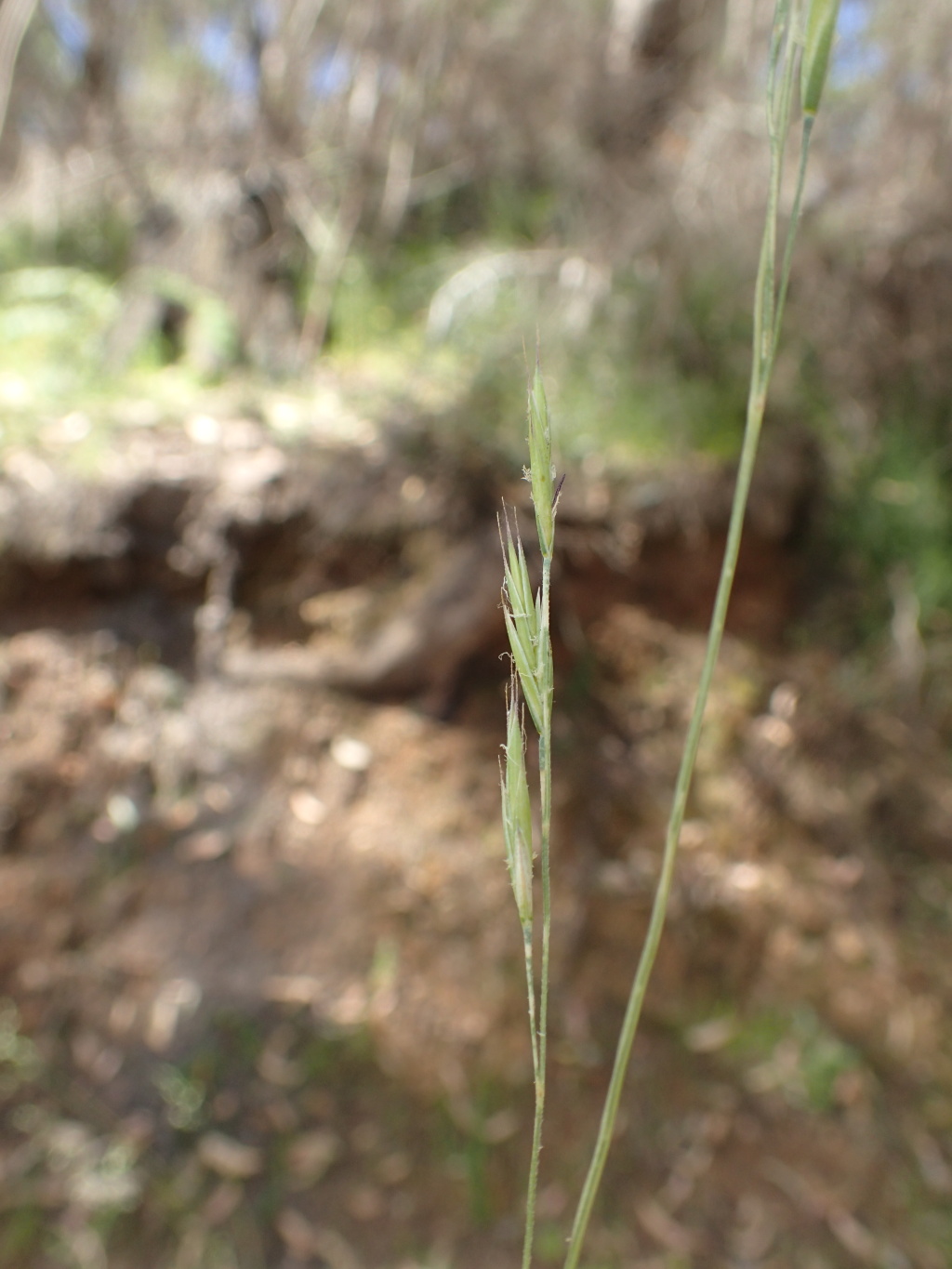 Festuca asperula (hero image)
