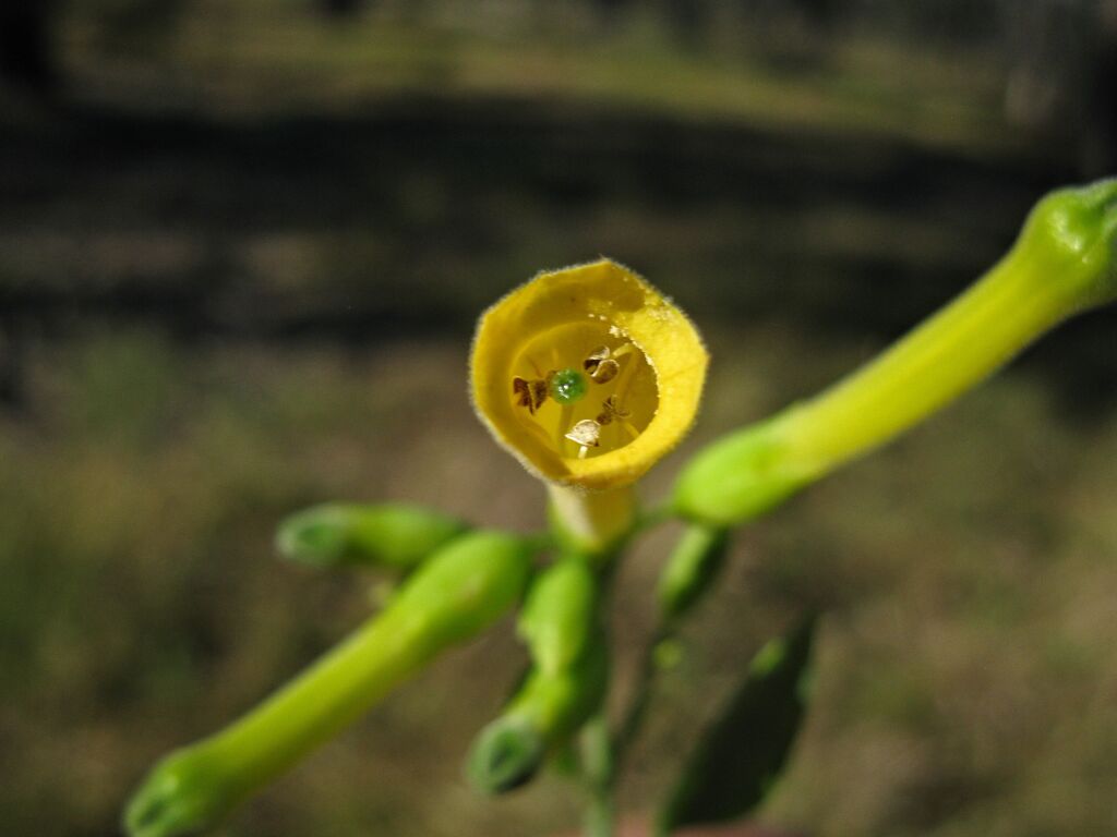 Nicotiana glauca (hero image)