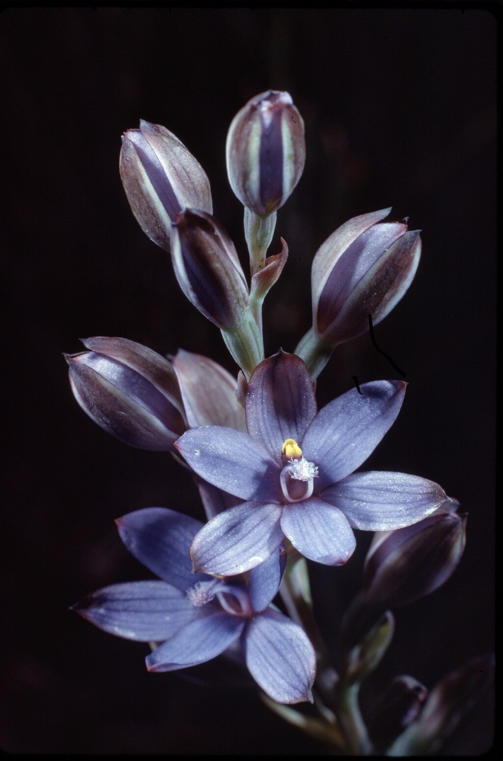 Thelymitra azurea (hero image)