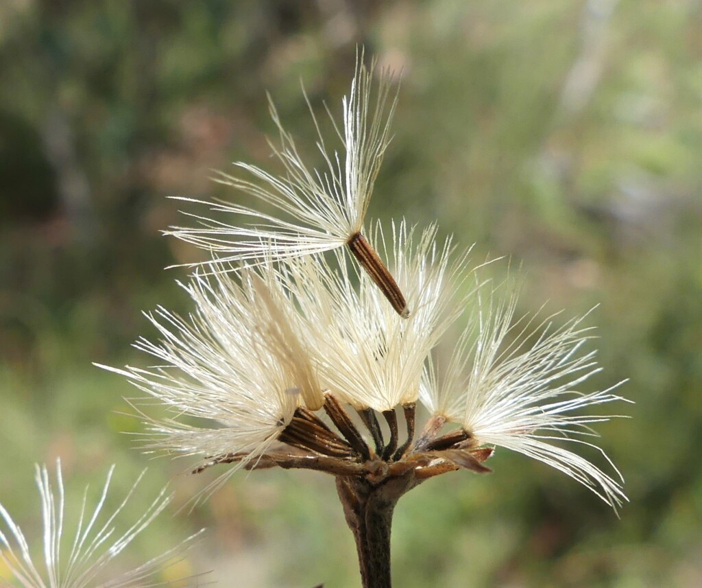 Olearia erubescens (hero image)
