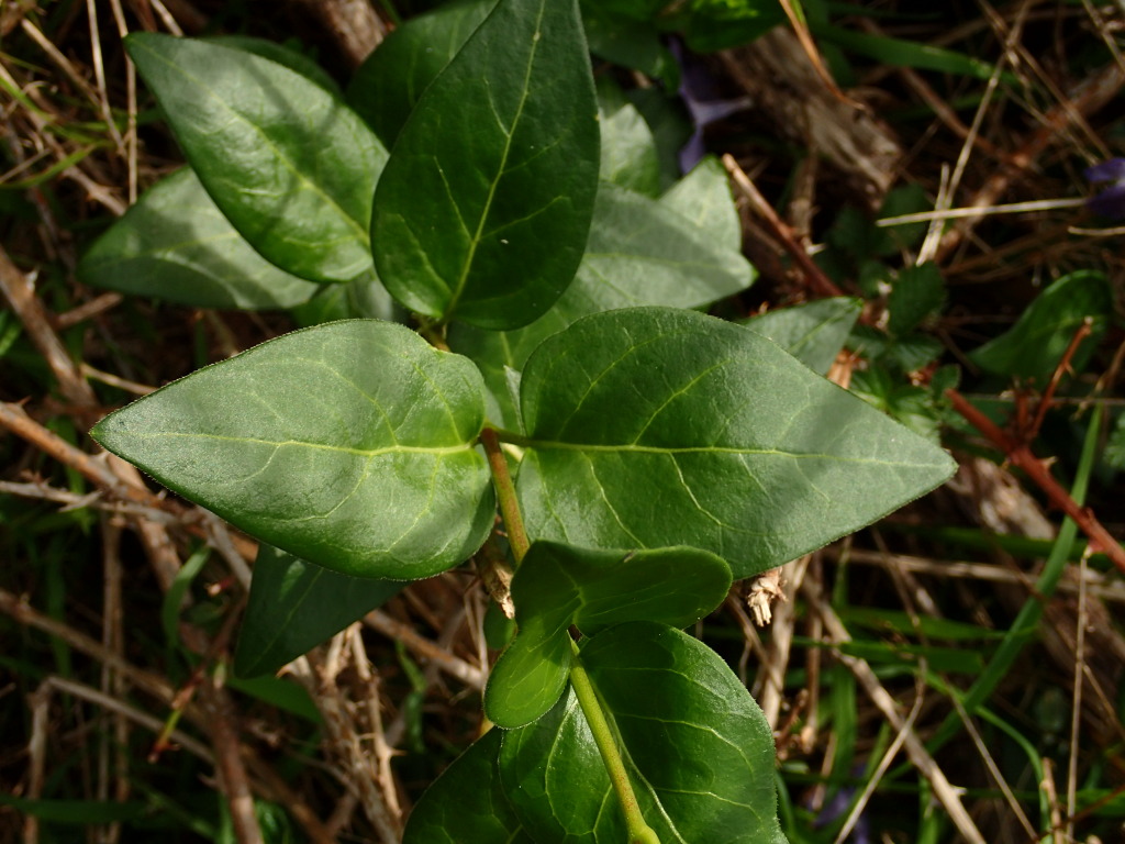 Vinca (hero image)