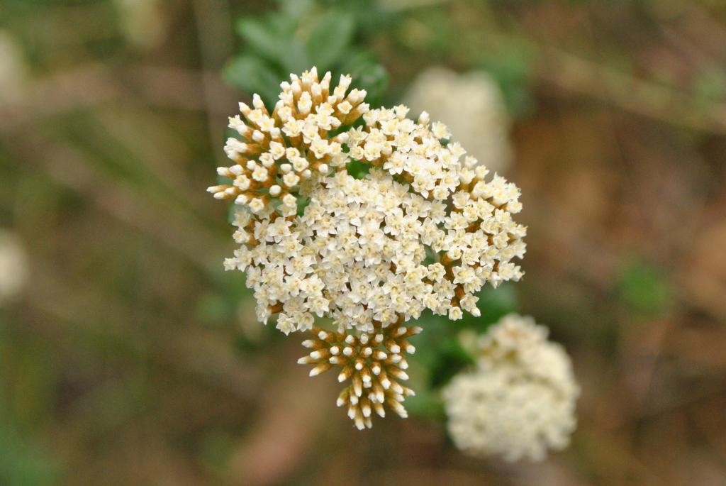 Ozothamnus cuneifolius (hero image)