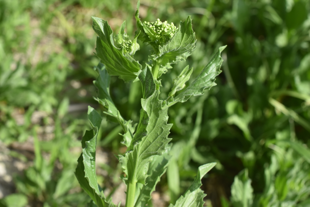 Lepidium draba (hero image)