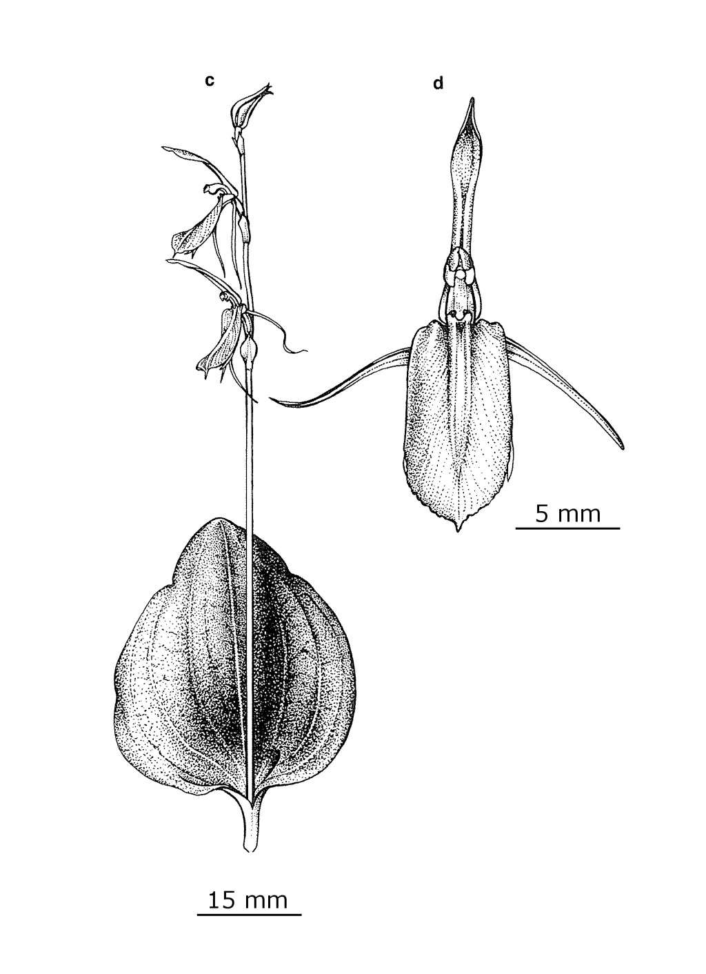 Cyrtostylis robusta (hero image)