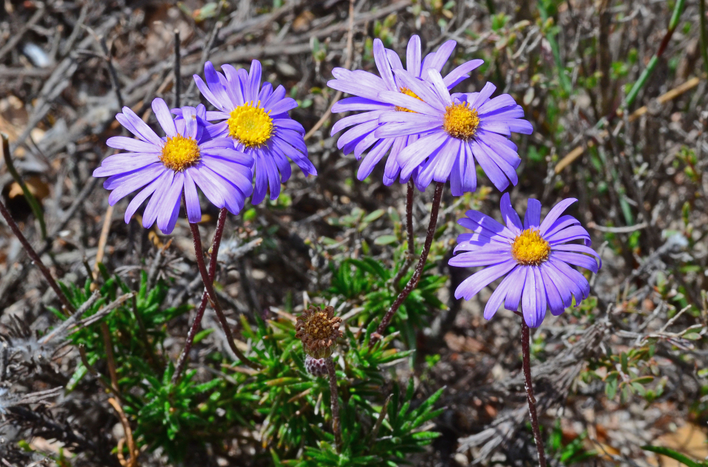 Olearia ciliata (hero image)