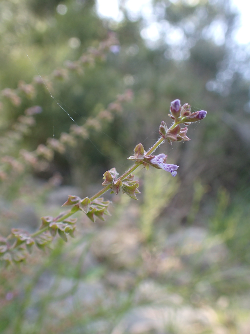 Salvia plebeia (hero image)