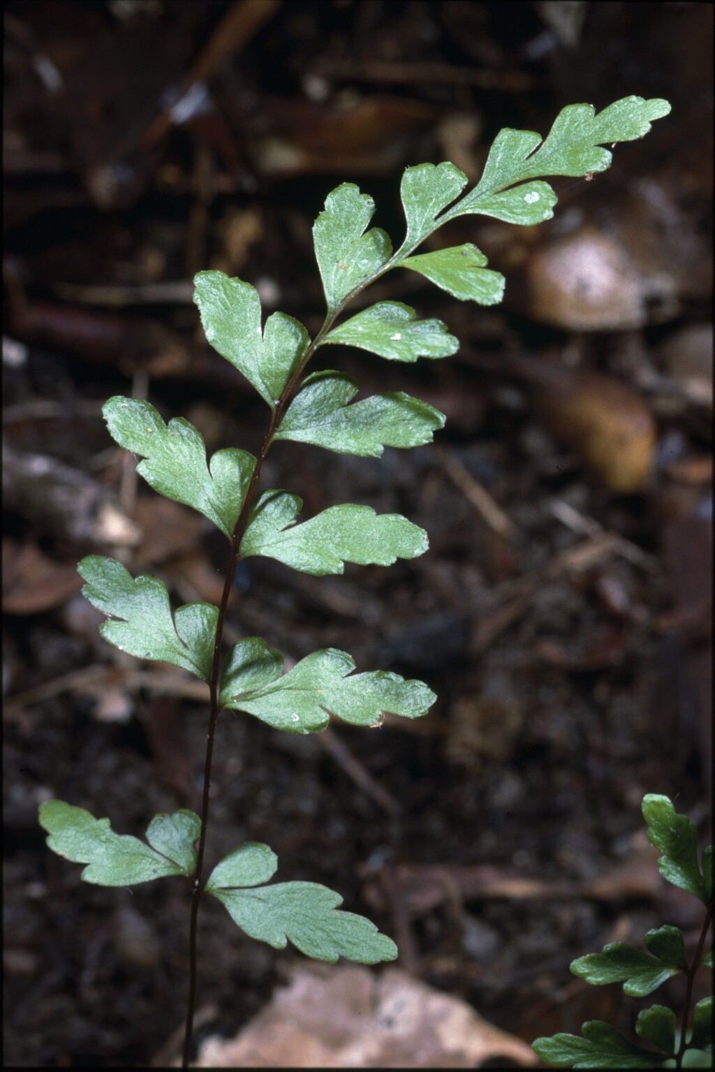 Lindsaeaceae (hero image)