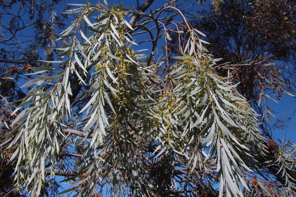 Acacia pendula (hero image)