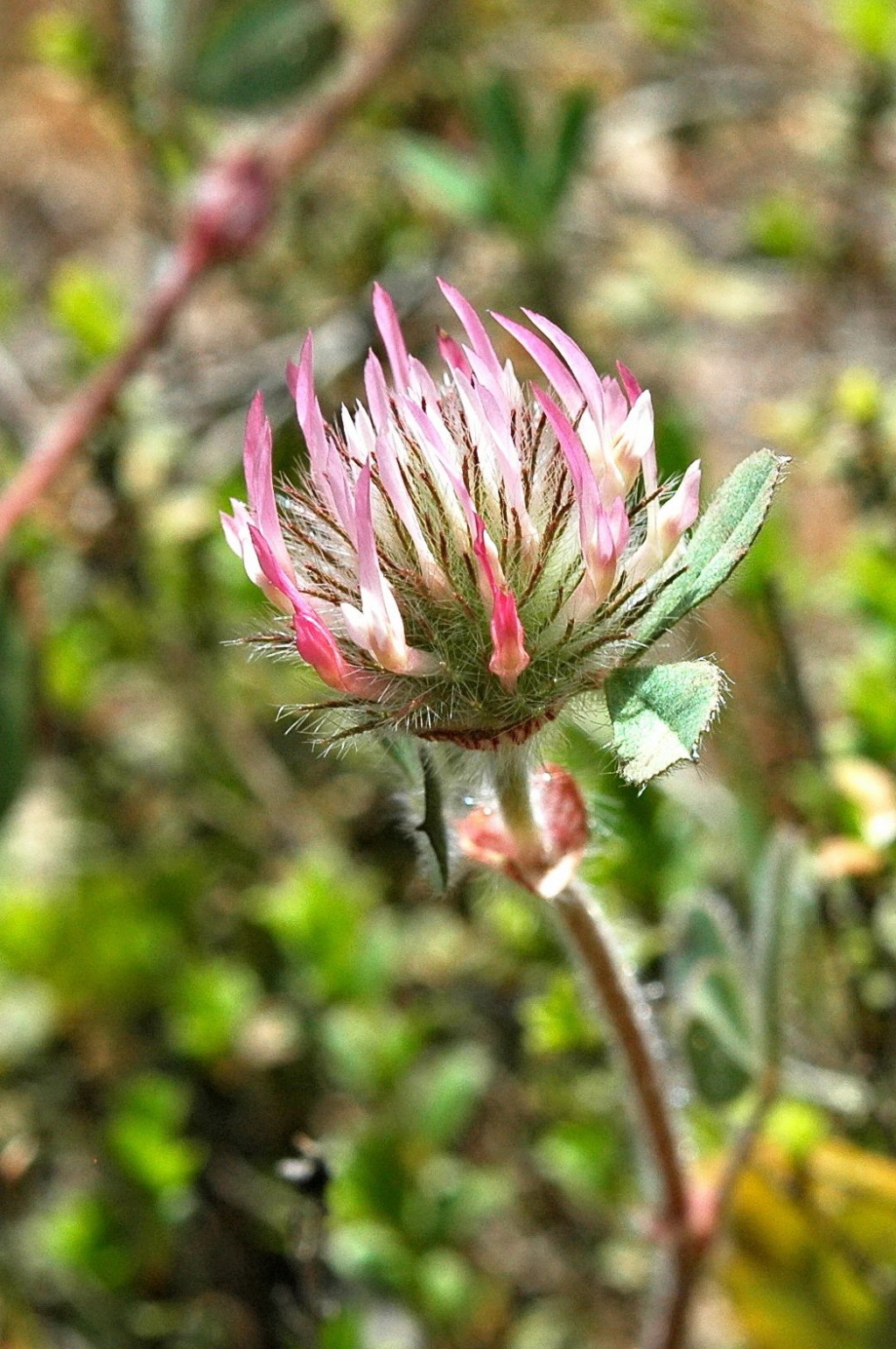 Trifolium hirtum (hero image)