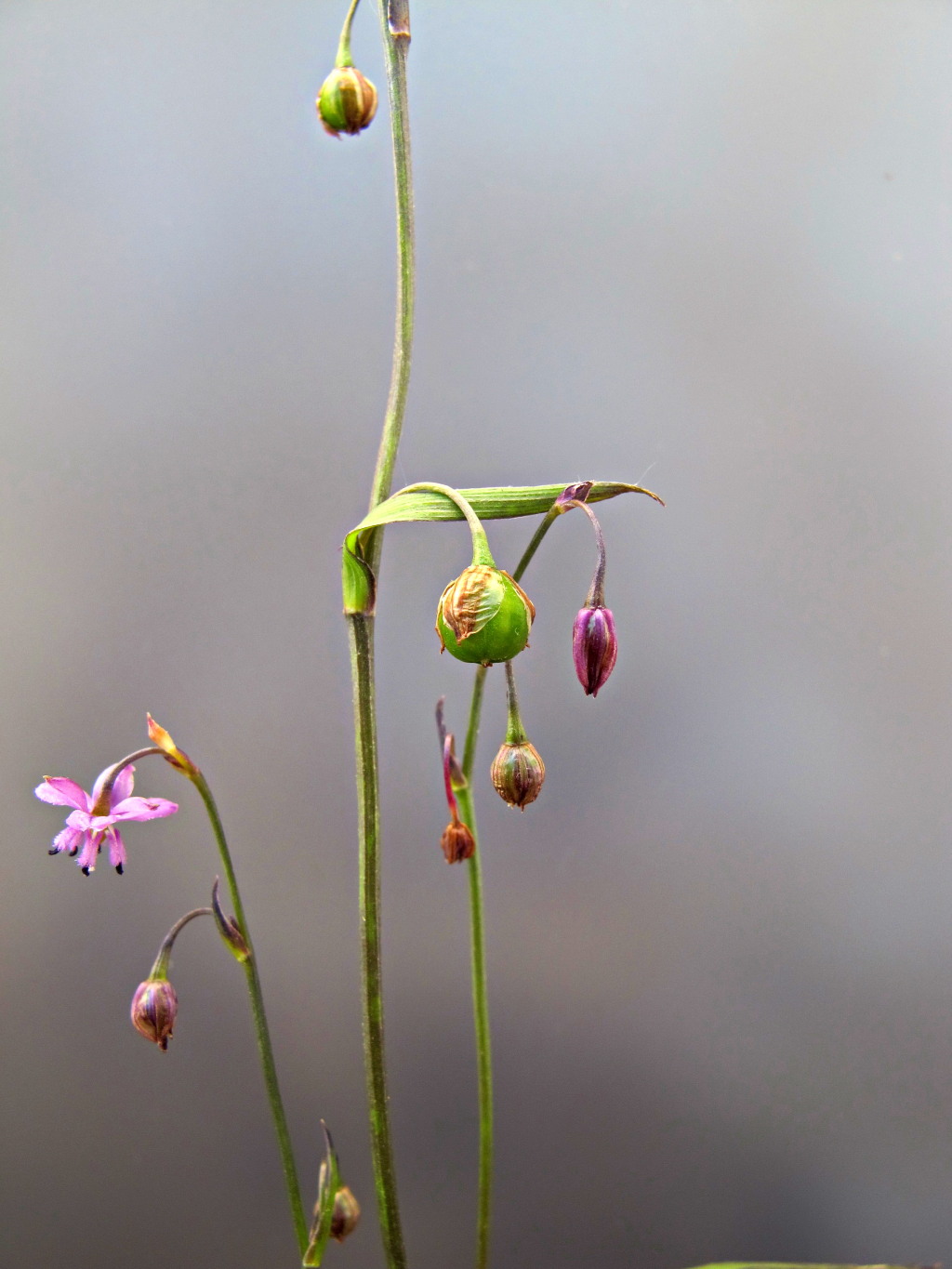 Arthropodium minus (hero image)