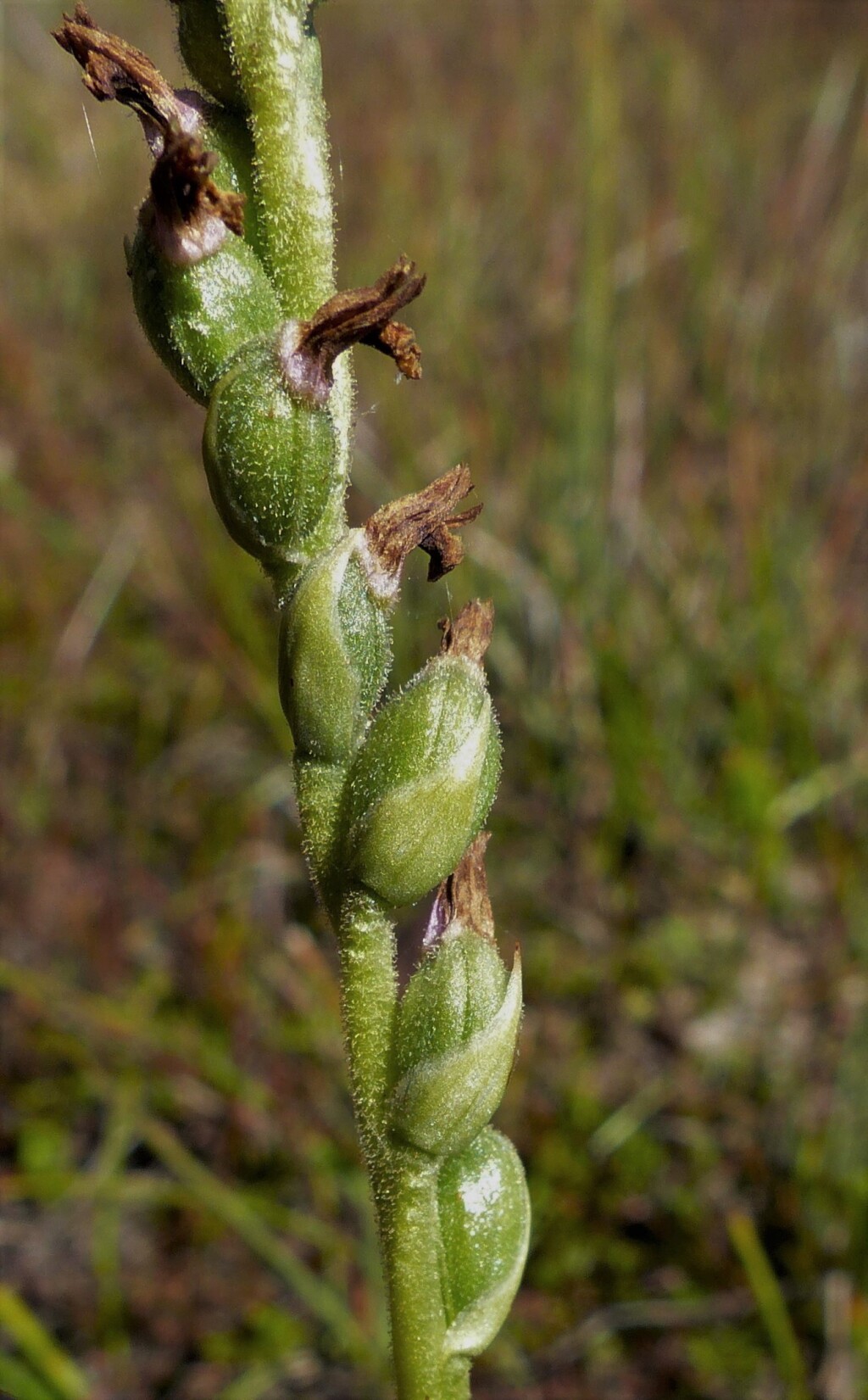 Spiranthes australis (hero image)