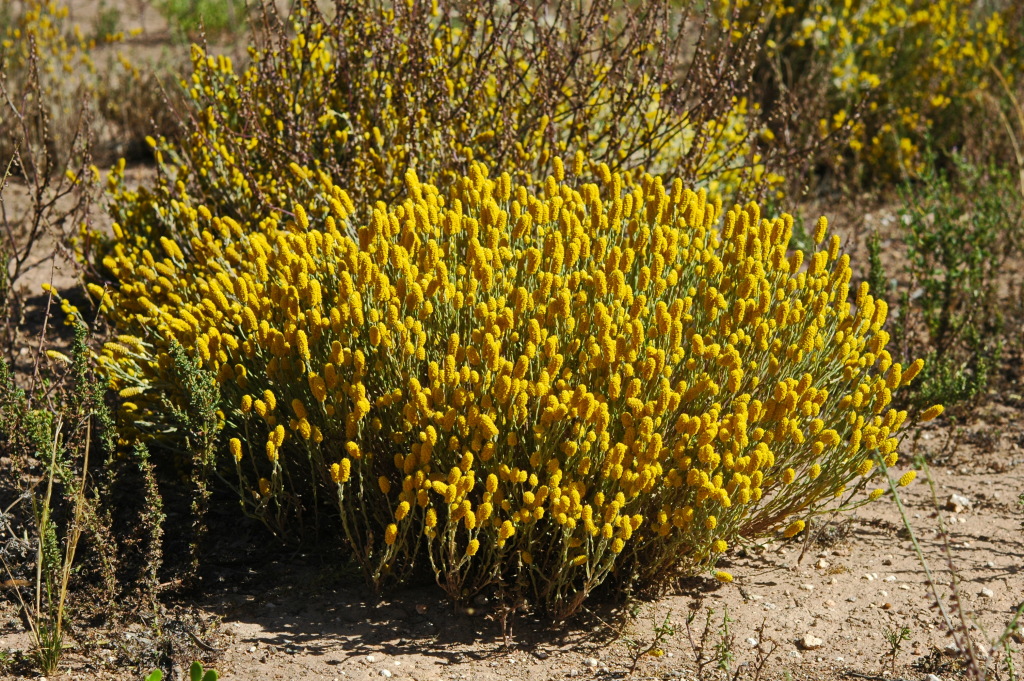 Angianthus tomentosus (hero image)