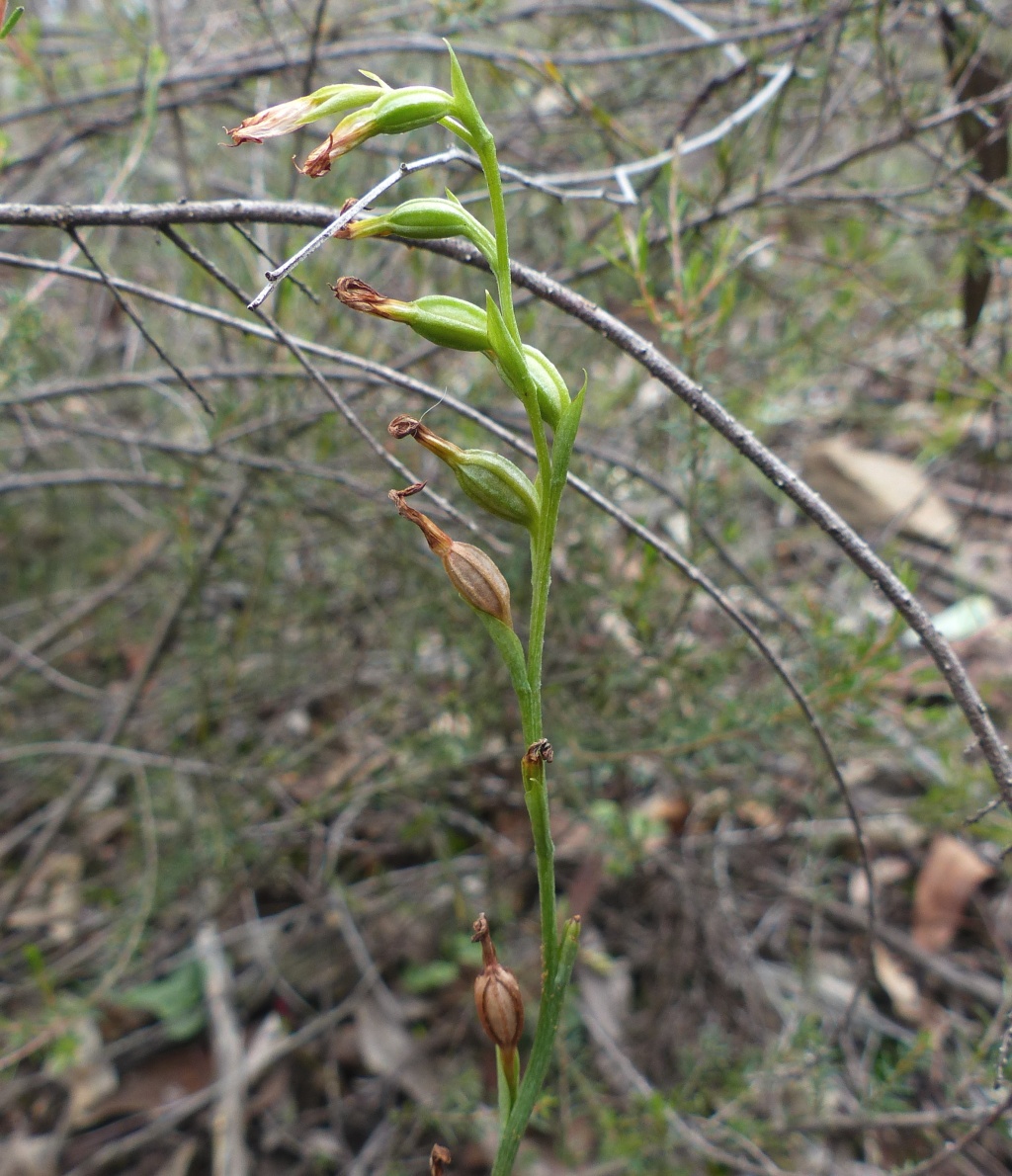 Pterostylis rubescens (hero image)