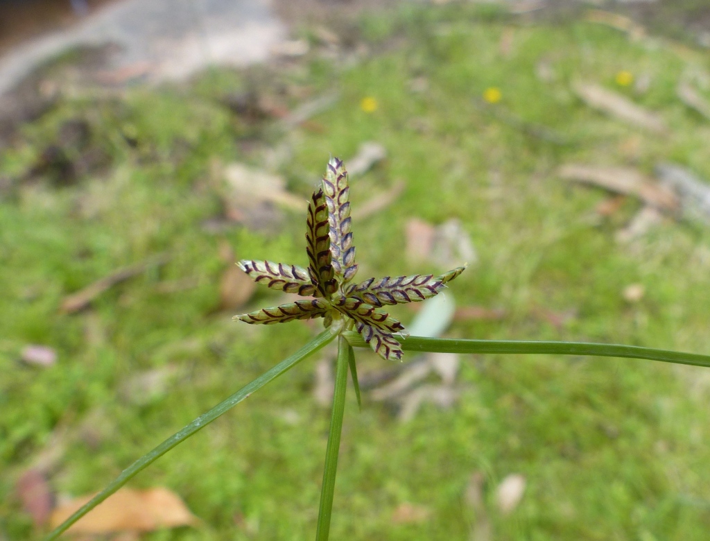 Cyperus sanguinolentus (hero image)