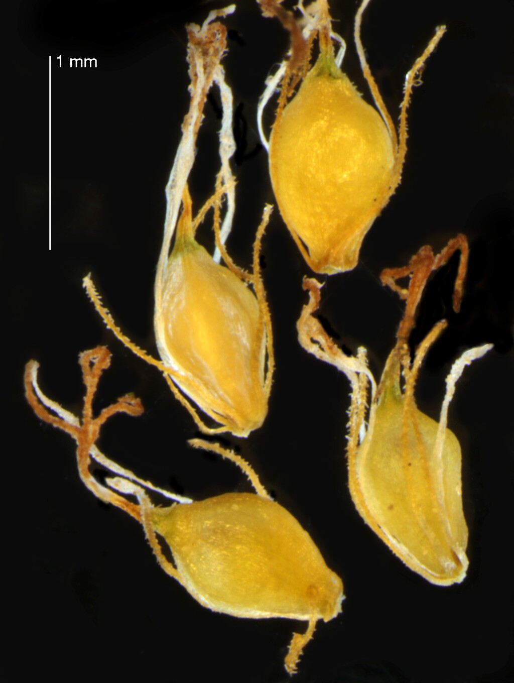 Eleocharis parvula (hero image)