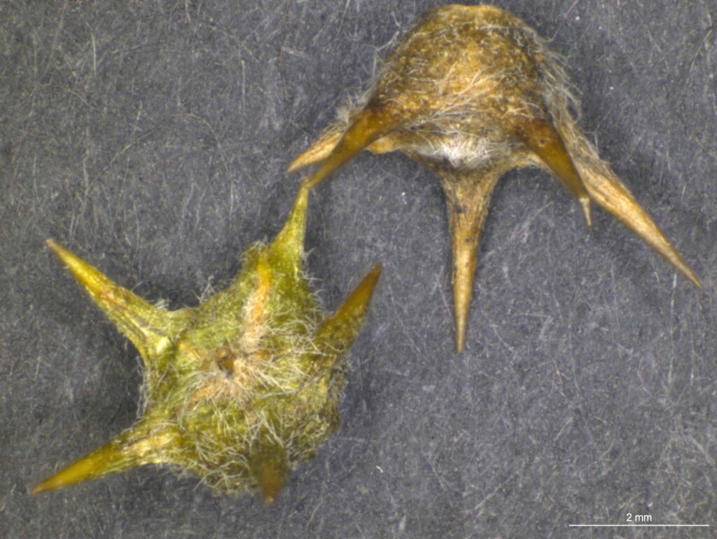 Sclerolaena napiformis (hero image)