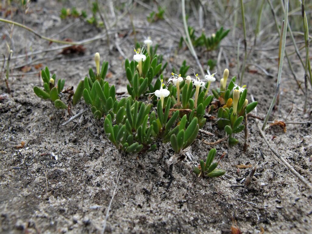 Wilsonia backhousei (hero image)