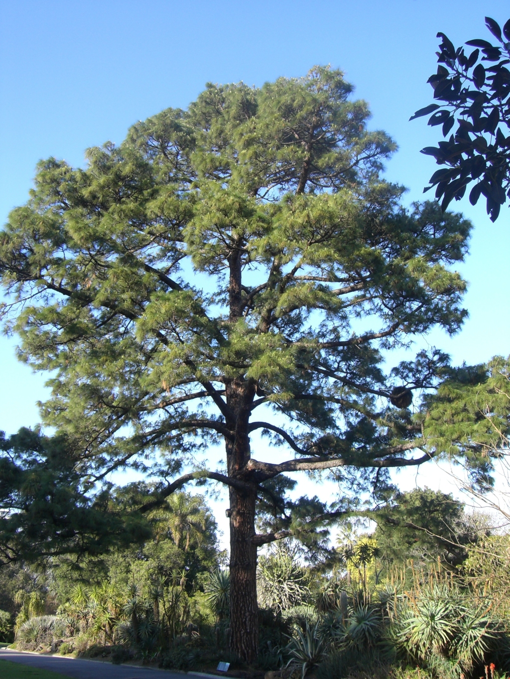 Pinus canariensis (hero image)