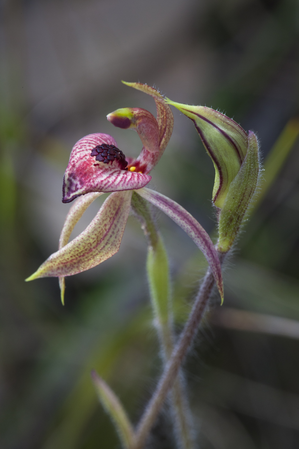 Caladenia cardiochila (hero image)